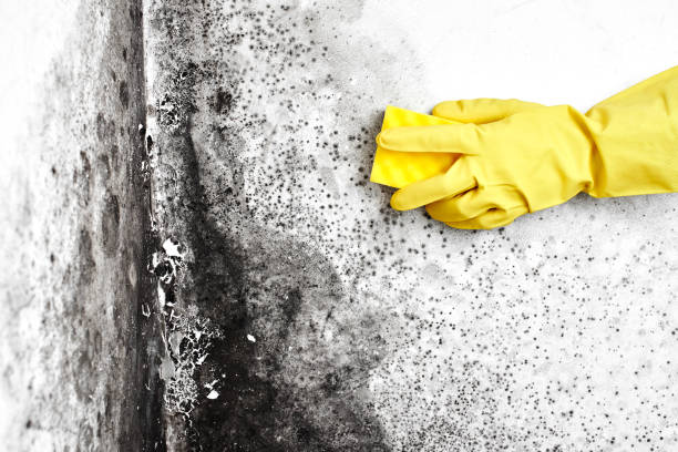 Best Mold Removal Process  in USA